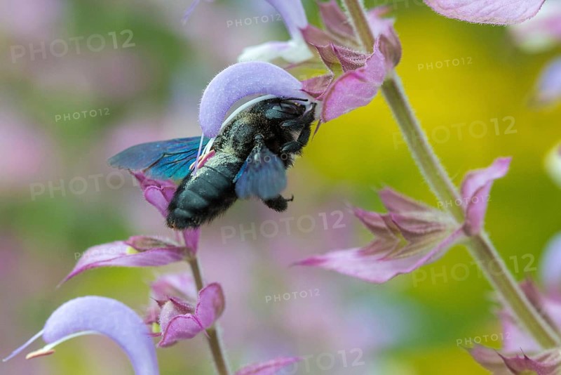 Apidae, bees, blue wood bee, large wood bee, hymenoptera, violet-winged wood bee, xylocopa violacea, insects, insects, violet carpenter bee