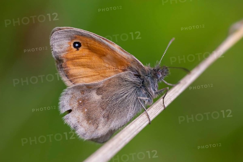 Coenonympha Pamphilus, common meadowbird, small heath, meadbird, butterfly, insects, butterfly, butterflies, butterflies