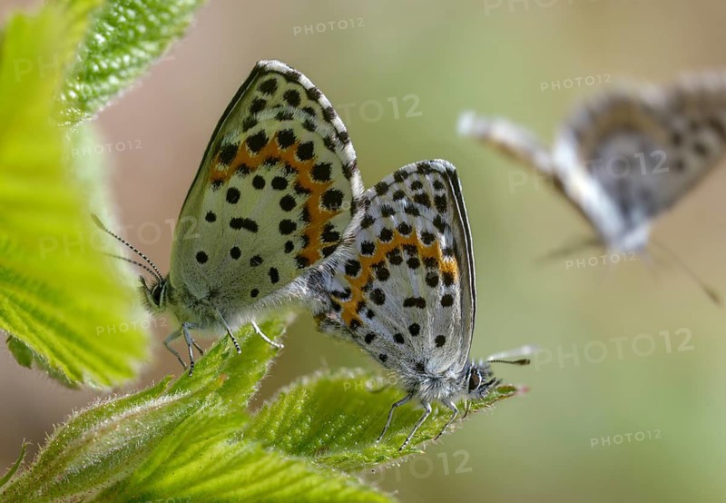 Chequered blue, moth blue, scolitantides orion, butterfly, insects, copula, mating, butterflies, butterflies