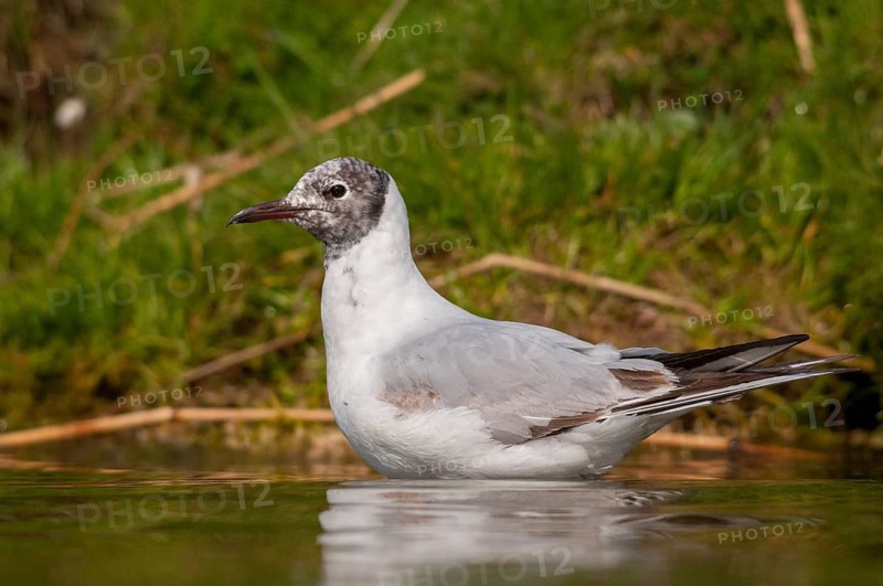 Black-headed gull, Chroicocephalus ridibundus, black-headed gull, Larus ridibundus, birds, charadriiformes, gulls, limicols, seagulls, birds