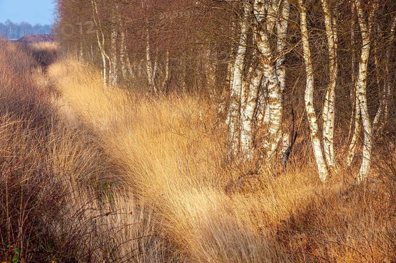 Birches on the edge of the Boller Moor, Vechta, Lower Saxony, Germany