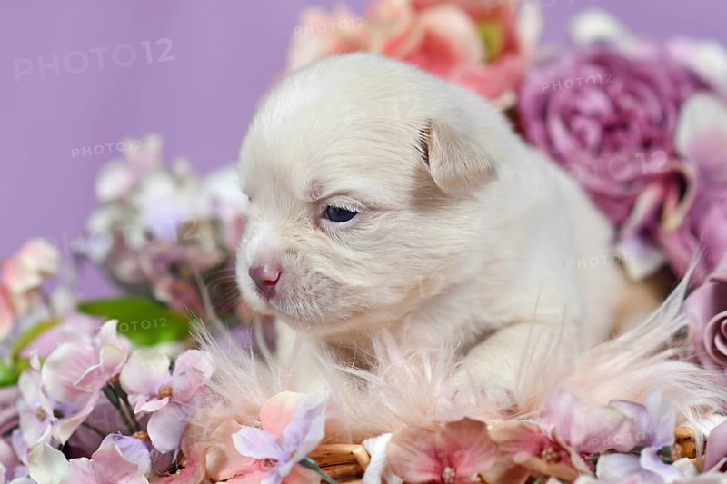 Cute tiny three week old French Bulldog puppy in white Platinum color surrounded by pink and violet flowers