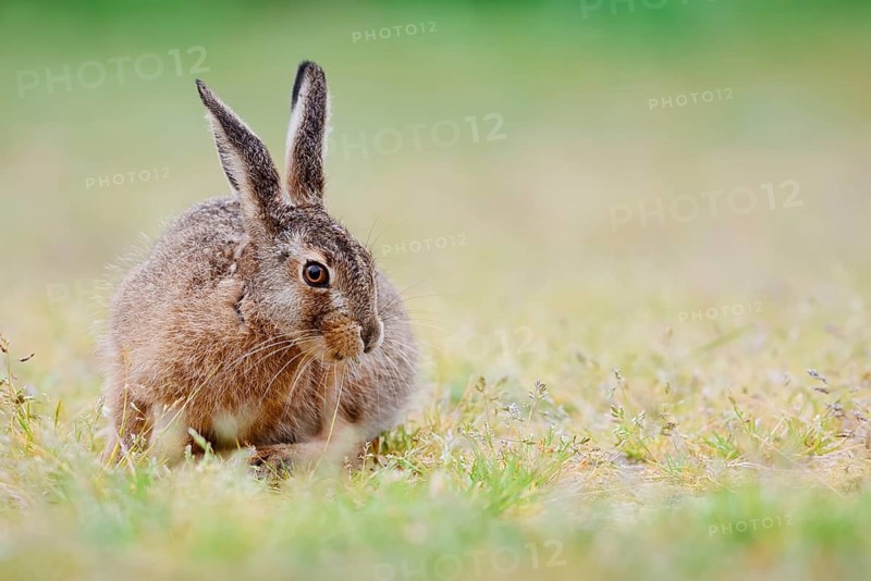 European hare (Lepus europaeus), young animal sitting in a meadow, North Rhine-Westphalia, Germany