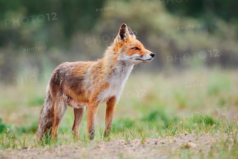 A red fox (Vulpes vulpes) stands in a meadow, the Netherlands