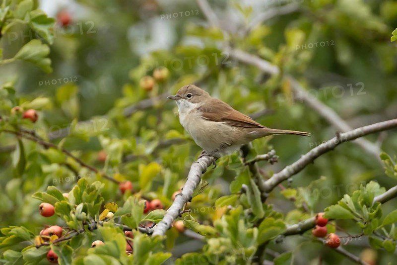 Common whitethroat (Curruca communis) adult bird in a hawthorn tree in a hedgerow with red berries in summer, England, United Kingdom