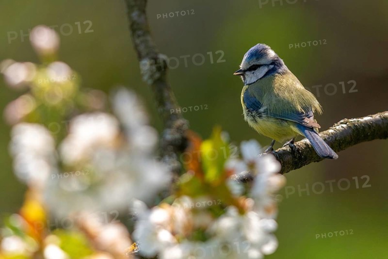 Blue tit, parus caeruleus, birds, spring, meadow orchard, tits, passeri, songbirds, songbirds, jump, orchard, tits, birds