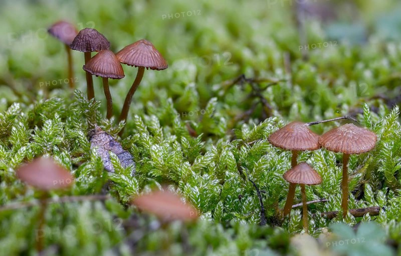 Bleeding bonnet, mycena sanguinolenta, purple-edged blood helmet, smaller bleeding mycena, fungi, fungi, mushrooms