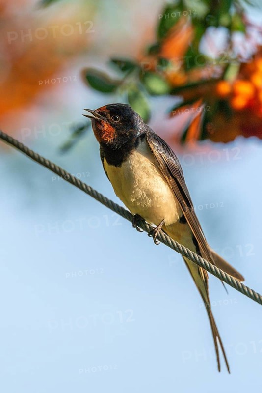 Hirundo rustica, barn swallow, birds, high size, portrait format, passeri, swallows, songbirds, birds
