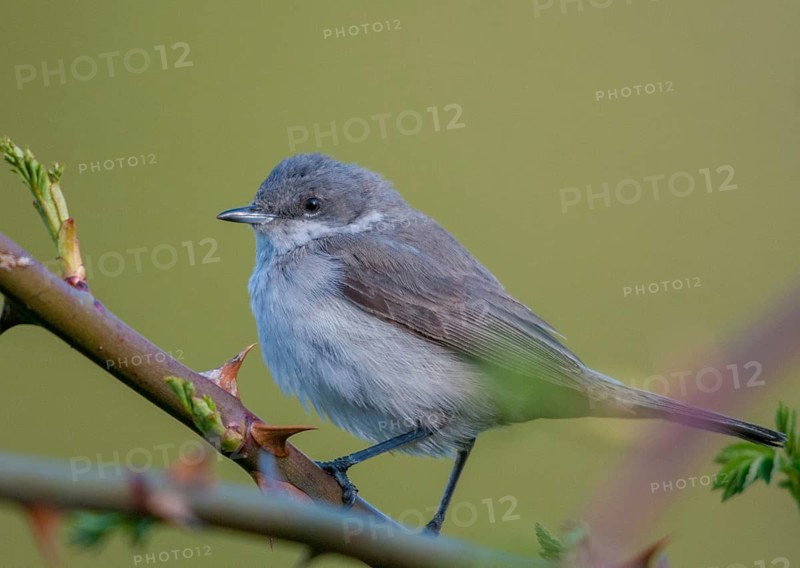 Rattleswarbler, lesser whitethroat, sylvia curruca, birds, male, passeri, songbirds, songbirds, birds, warbler