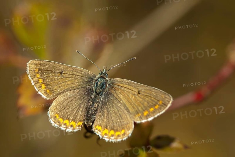 Common blue, common blue, crested blue, polyommatus icarus, blue, butterfly, female, insects, butterfly, butterflies, butterflies, female