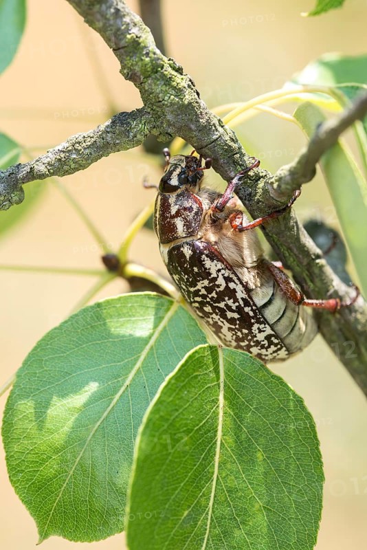 Leaf horn beetle, pine chafer, polyphylla fullo, scarabaeidae, Turkish May beetle, walker, beetle, coleoptera, high size, portrait format, insects, beetles