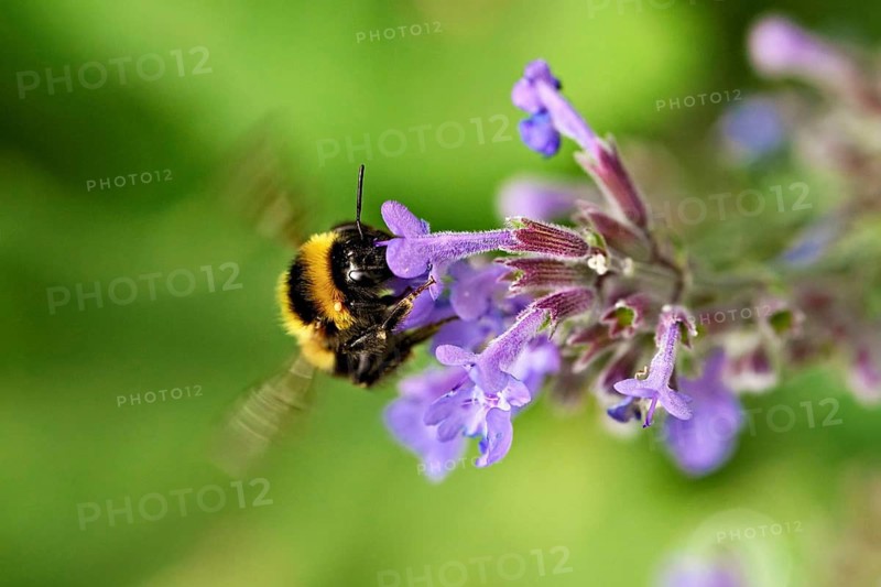 Garden bumblebee (Bombus hortorum), on a catmint (Nepeta x faassenii) flower, Meienberg, Canton of Aargau, Switzerland