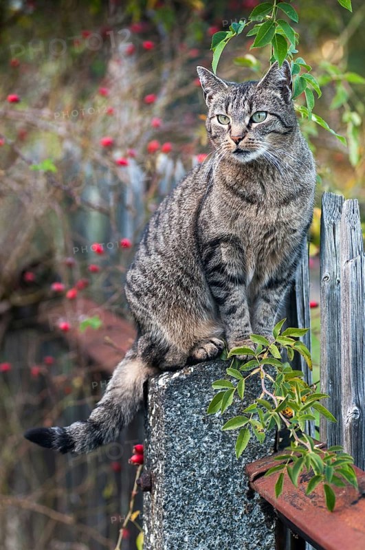 Carnivora, Felis Silvestris forma catus, domestic cat, predators, cat, domesticated animals, garden fence, pet, high size, portrait format, cat, mammals, raptors, mammals