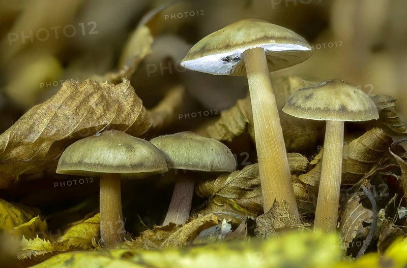 Asema butter cap, collybia asema, horn-coloured butter cap, horn-brown rapeseed, horn-grey rapeseed, rhodocollybia butyracea var. asema, croup, fungi, fungus, mushrooms