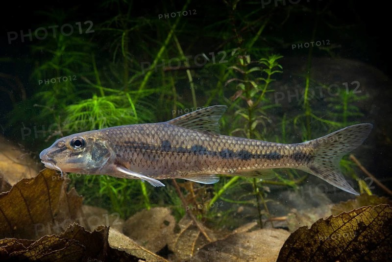 Gobio Gobio, Gründling, Gudgeon, Cress, Fishes, Pisces