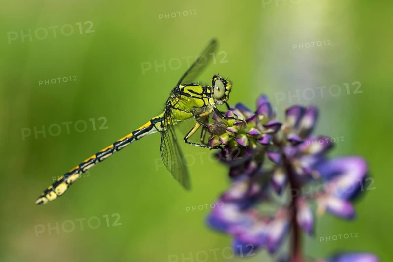 Green culbtail, green snaketail, green wedge, ophiogomphus cecilia, anisoptera, damselflies, dragonflies, insects, dragonflies, odonata