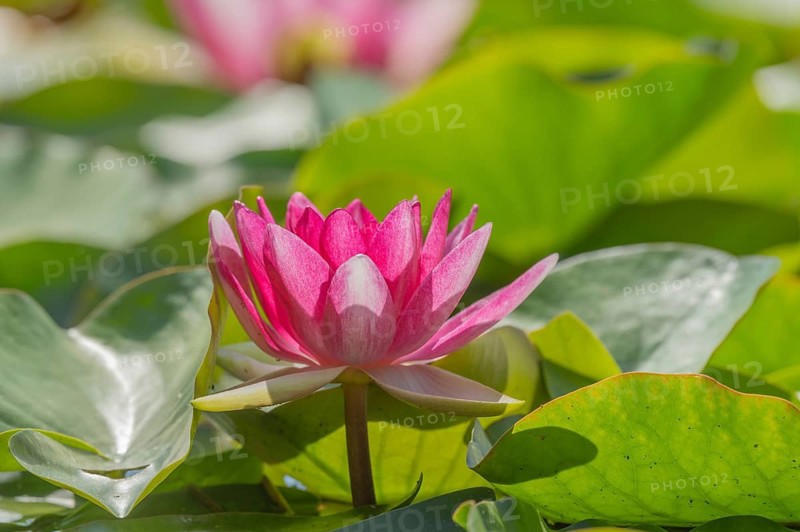 Pink lotus flowers lie on the surface of the pond. Lily pads surround the flowers. The water is clear and reflects the blossoms. Sasbach am Kaiserstuhl, Germany
