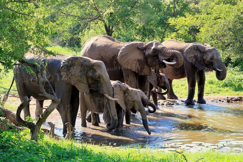 African elephant (Loxodonta africana), adult, calves, herd, by the water, drinking, Kruger National Park, Kruger National Park, South Africa
