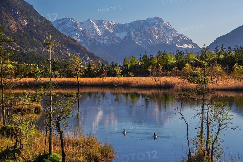 Moor area Seven springs with the Zugspitze group 2962m in spring, Eschenlohe, Loisachtal, The Blue Land, Upper Bavaria, Bavaria, Germany