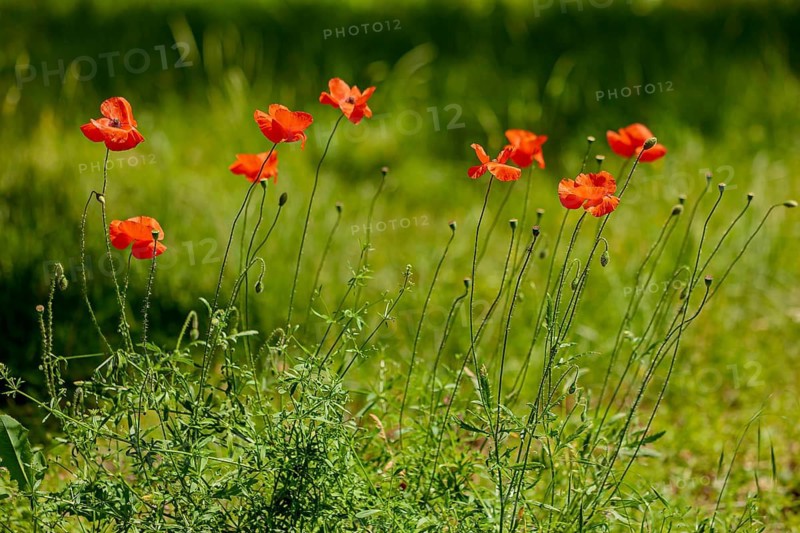 Common poppy (Papaver rhoeas), Provence, France