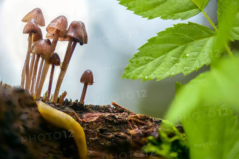 Agaricus purpureofuscus, purple-edged helmet, mycena purpureofusca, prunulus purpureofuscus, purple-edged helmet, fungi, mushrooms, purple edge bonnet