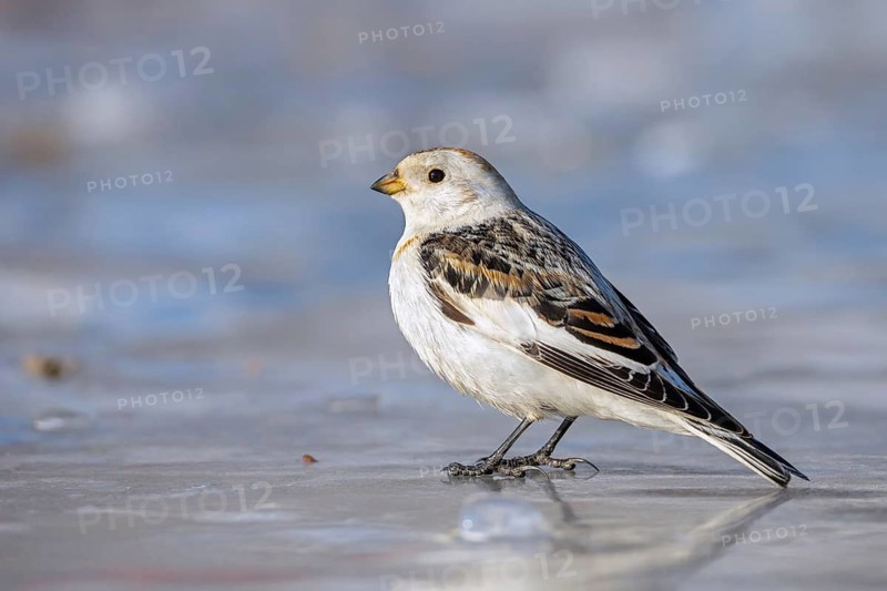 Snow bunting (Plectrophenax nivalis nivalis, Emberiza nivalis) male foraging on the frozen tundra in spring, Svalbard, Spitsbergen, Norway