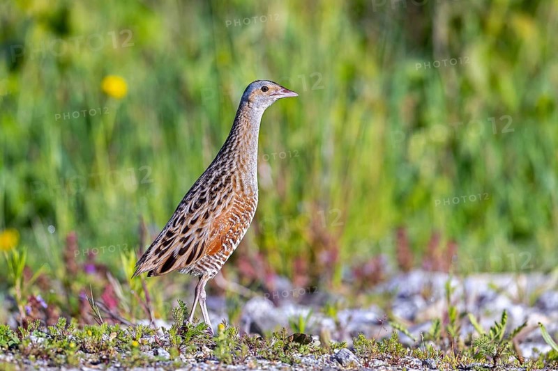 Corn crake, corncrake, landrail (Crex crex, Rallus crex) adult male foraging in field, meadow in spring