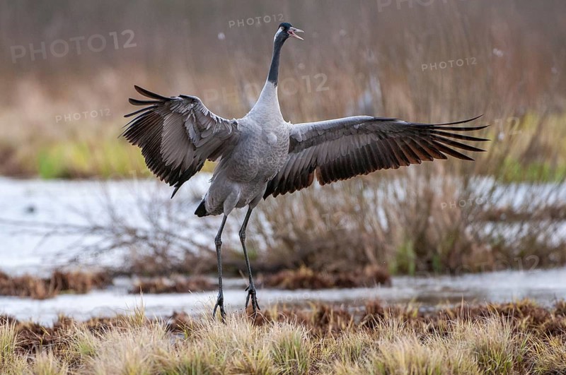Crane (Grus grus), courtship, crane dance, Fågelsjö, Gävleborg County, Sweden