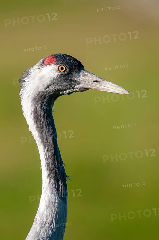 Crane (Grus grus), portrait, Groß Mohrdorf, Lower Saxony, Germany