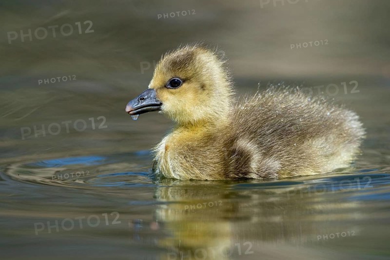 A grey goose (Anser anser) gosling, Hanover, Lower Saxony, Germany