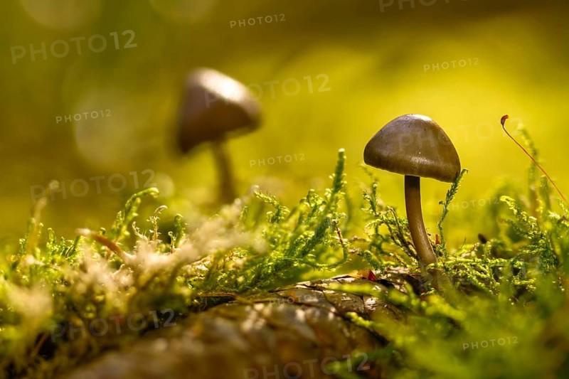 Spruce cone helmet, mycena plumipes, mycena strobilicola, cone helmet, fungi, fungi