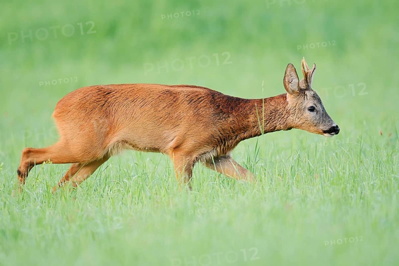 European roe deer (Capreolus capreolus), a roebuck in a meadow, North Rhine-Westphalia, Germany