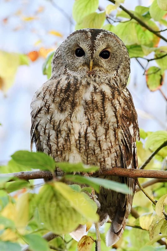 Tawny owl (Strix aluco), North Rhine-Westphalia, Germany