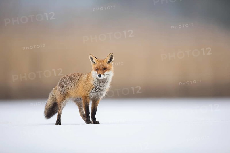 Fox, red fox (Vulpes vulpes), biotope, habitat, foraging, young, cubs
