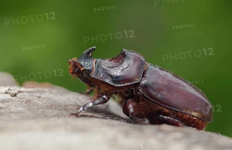 European rhinoceros beetle, rhinoceros beetle, oryctes nasicornis, rhinoceros beetle, beetle, coleoptera, insects, beetles, males, males