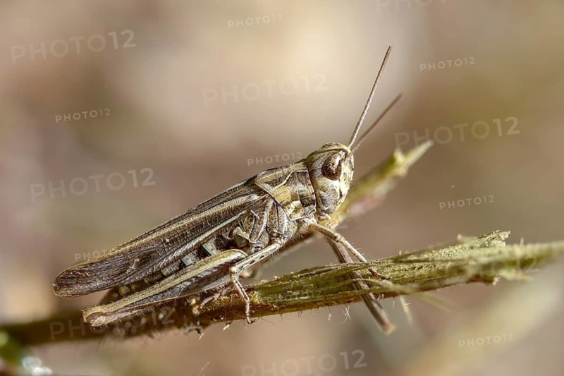 Acrididae, caelifera, field locusts, gomphocerinae, short-feeler, nightingale grasshopper, bow-winged grasshopper, chorthippus biguttulus, grasshopper, grasshopper, insects
