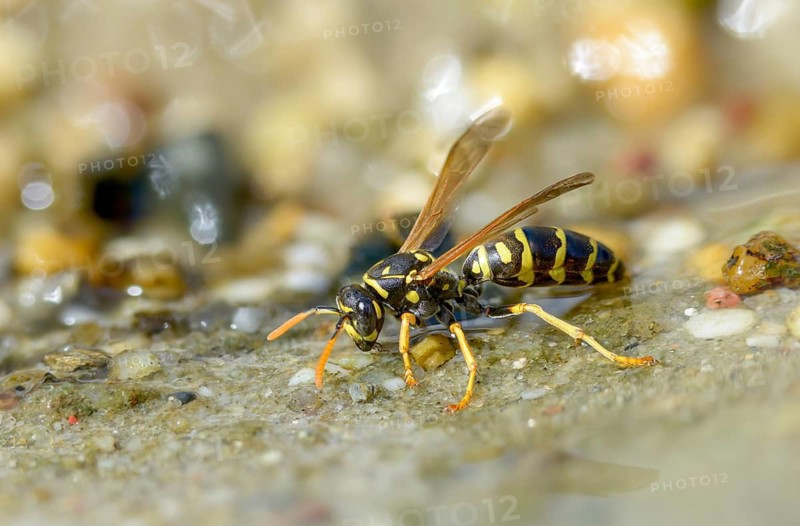Brighter-colored paper wasp, French field wasp, gallic field wasp, house field wasp, hymenoptera, polistes dominula, vespidae, wrinkle wasp, field wasp, insects, drinking, drinking, water
