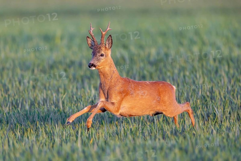 European roe deer (Capreolus capreolus) adult buck, male fleeing over wheat field in spring