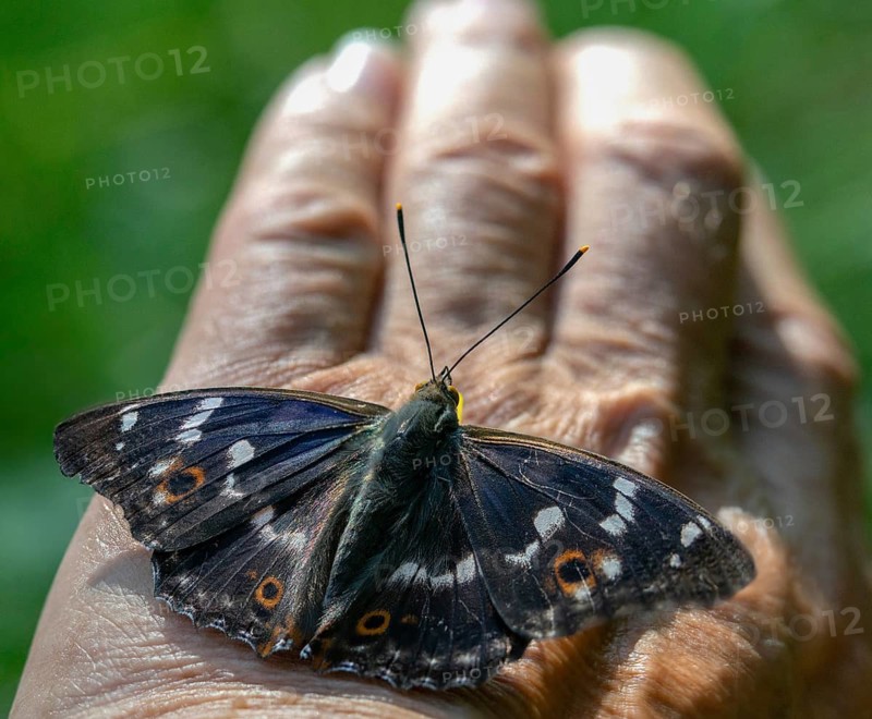 Apatura ilia, small Schiller butterfly, Lesser purple emperor, butterfly, insects, butterflies, butterflies, butterflies