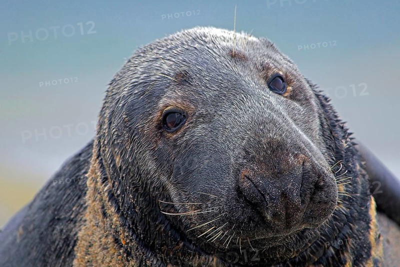 Animals, mammals, seal, grey seal (Halichoerus grypos), Heligoland, Germany