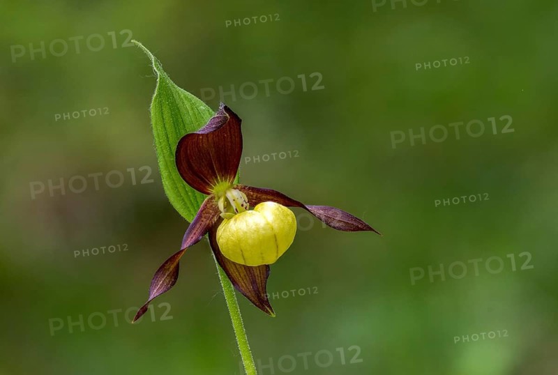 Cypripedium calceolus, lady's slipper orchid, orchidaceae, orchids, orchids, flora, plants, plants
