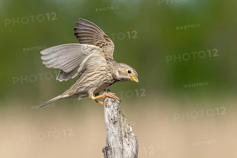 Brandenburg, Corn Bunting, Germany, Emberiza Calandra, Corn Bunting, Miliaria Calandra, Nabu, Nabu Project, National Natural Heritage, Grünhaus Nature Paradise, Post-Mining Landscape, Birds, Flying, Flight, Greenhouse, Passeri, Songbirds, Birds