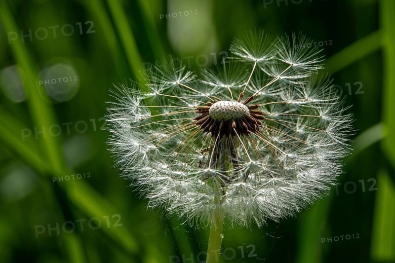 Common dandelion (Taraxacum officinale), dandelion, faded, seeds, Baden-Württemberg, Germany