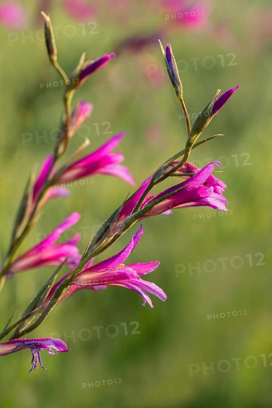 Field gladiolus, field victorious root, gladiolus italicus, granelli, iridaceae, Italian gladiolus, Italy, pantani cuba and longarini, victorious root, iris family, migratory bird sanctuary, Pantani Cuba & longarini migratory bird sanctuary, common sword-lily, field gladiolus, flora, high size, portrait format, Italy, plants, Sicily, foundation per biodiversity