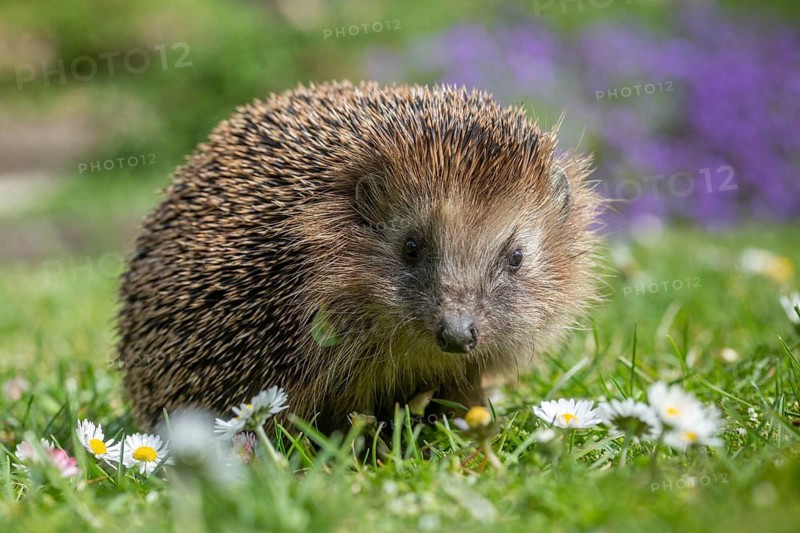 Erinaceus europaeus, hedgehog, insectivora, insectivora, insectivora, mammals, prickly, mammals