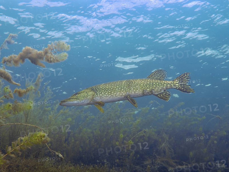A pike (Esox lucius) moves gracefully through the clear blue water, with plants visible in the background, Parkhaus Post dive site, Überlingen, Lake Constance, Germany