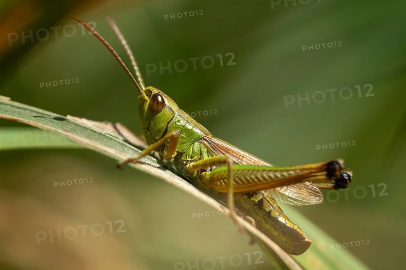Acrididae, Caelifera, Chorthippus parallelus, field locusts, common grasshoppers, gomphocerinae, short-feeler scare, pseudochorthippus parallelus, grasshoppers, grasshoppers, insects, male, meadow grasshopper, male