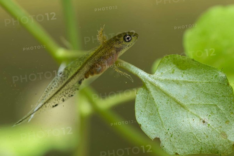 Great Crested Newt, Crested Newt, Northern Crested Newt, Triturus Cristatus, Amphibians, Amphibians, Larva, Larva, Amphibian, Northern Crested Newt, Warty Newt