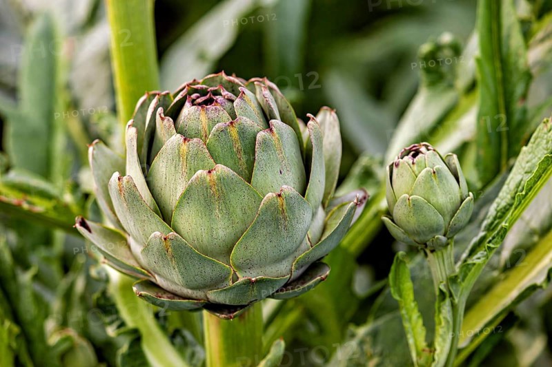 Close-up of green artichokes with detailed leaves in their natural setting, artichokes in a field near Cleder in France (Cynara cardunculus)
