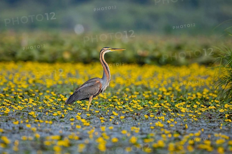 Purple heron (Ardea purpurea) amidst flowering water lilies Hungary